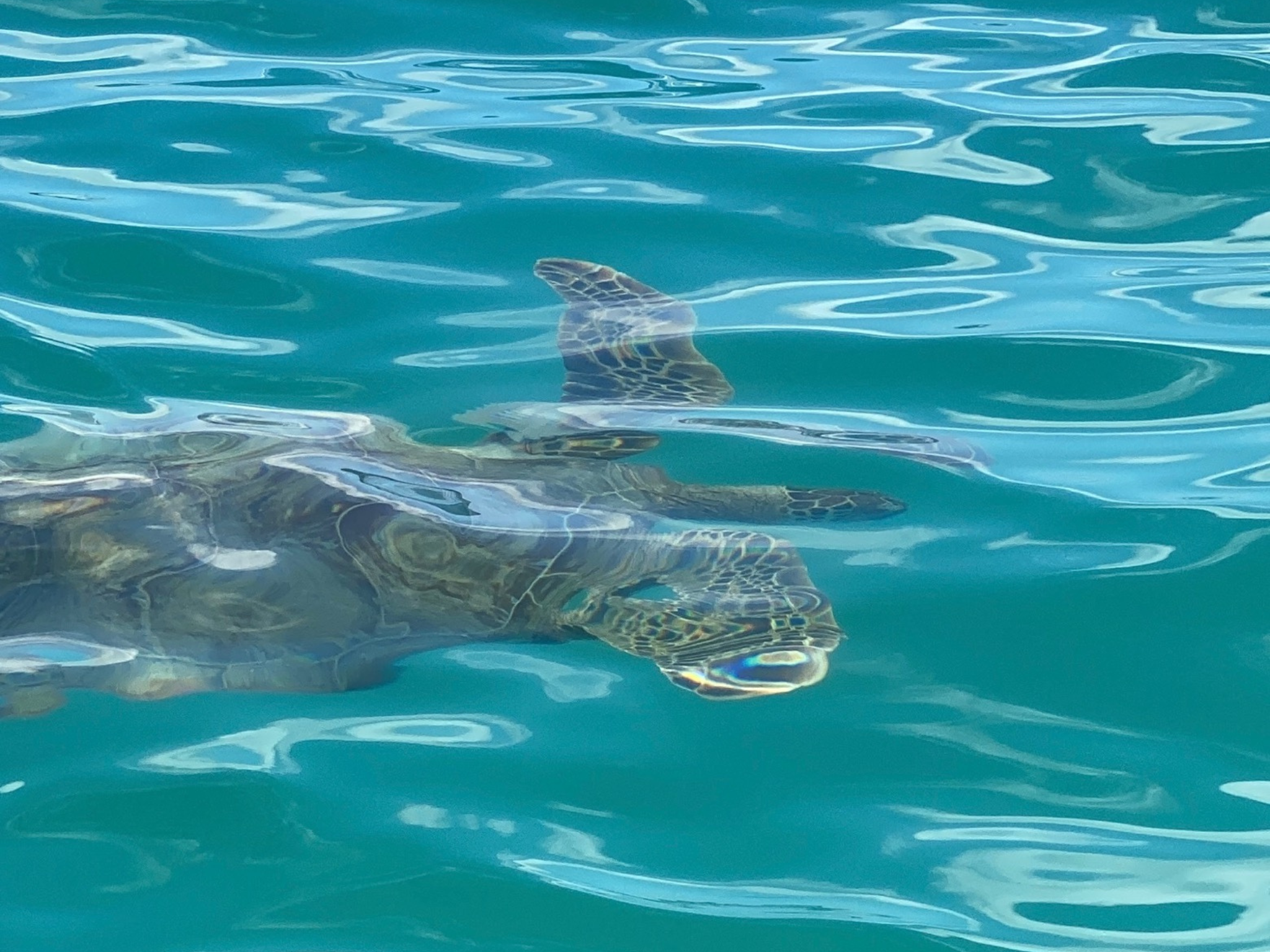 Swimming turtle