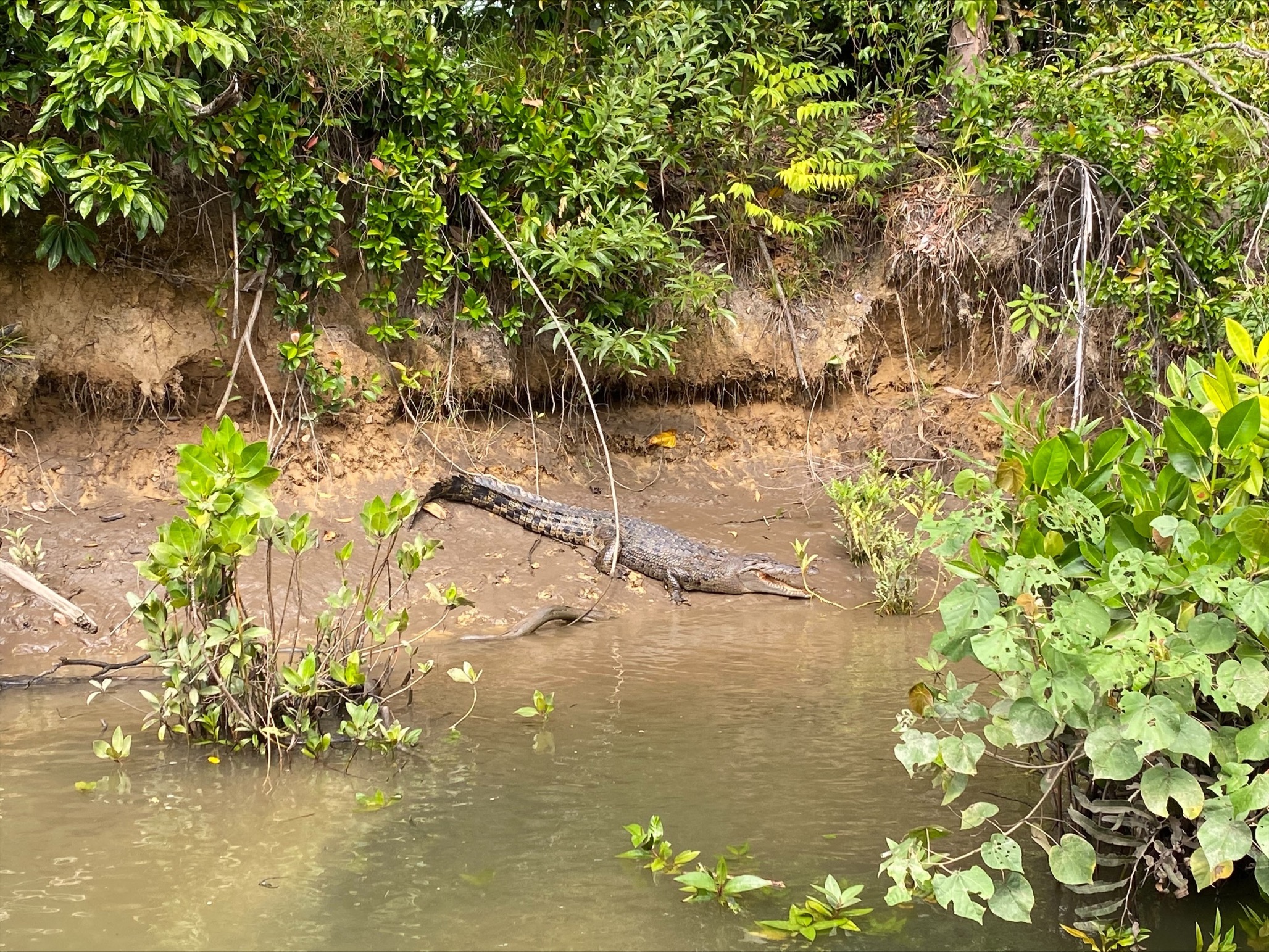 Crocodile on a river bank