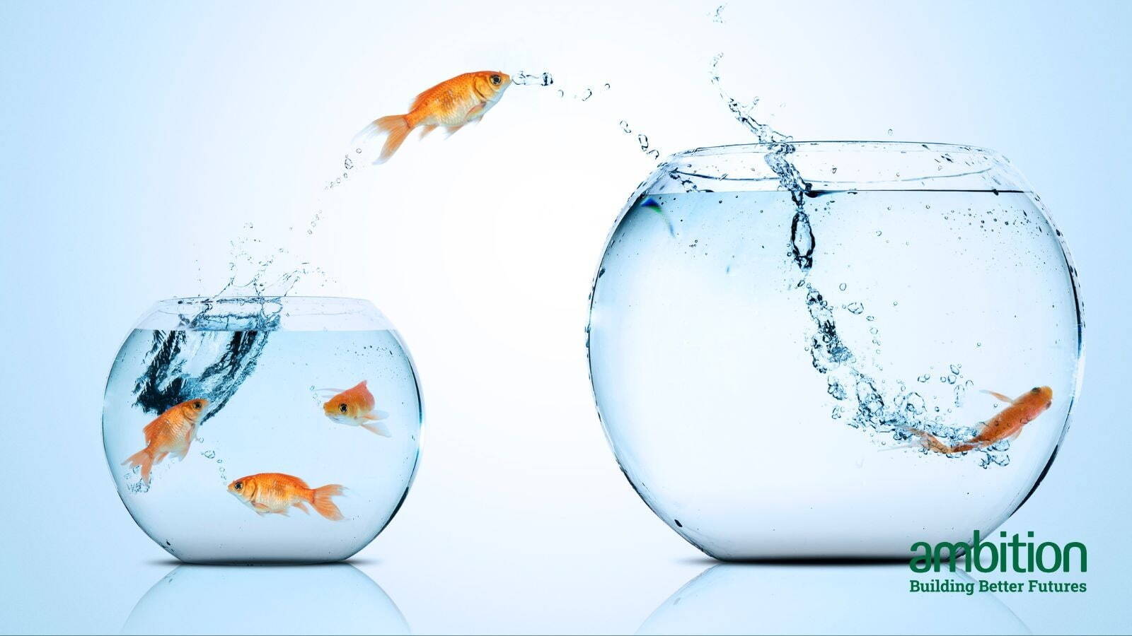 Gold fish, mid air, jumping from one glass bowl to another. "How to move out of the Big 4" Blog header